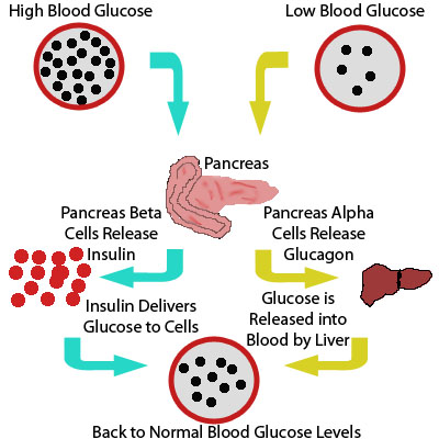 Lowering-Triglycerides